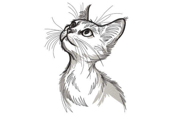 Curious Kitten Looking Up: A Business Review